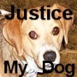 justice my dog