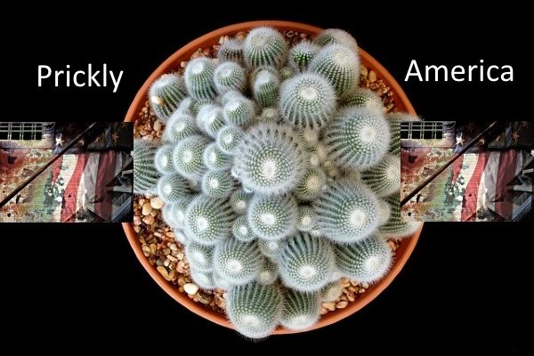 Prickly America